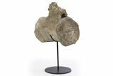 Fossil Sauropod Caudal Vertebra with Metal Stand - Colorado #304868-1